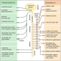 ph073_the_autonomic_nervous_system.jpg