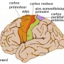 ph074_cortex_moteur.jpg